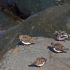 surfen_gran_canaria_nordkueste36.jpg
