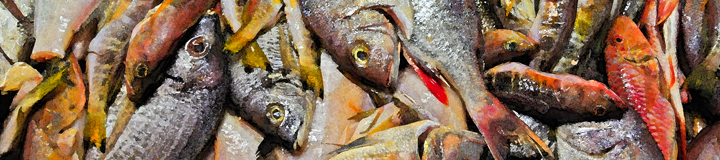 _canarische_fische_01.png